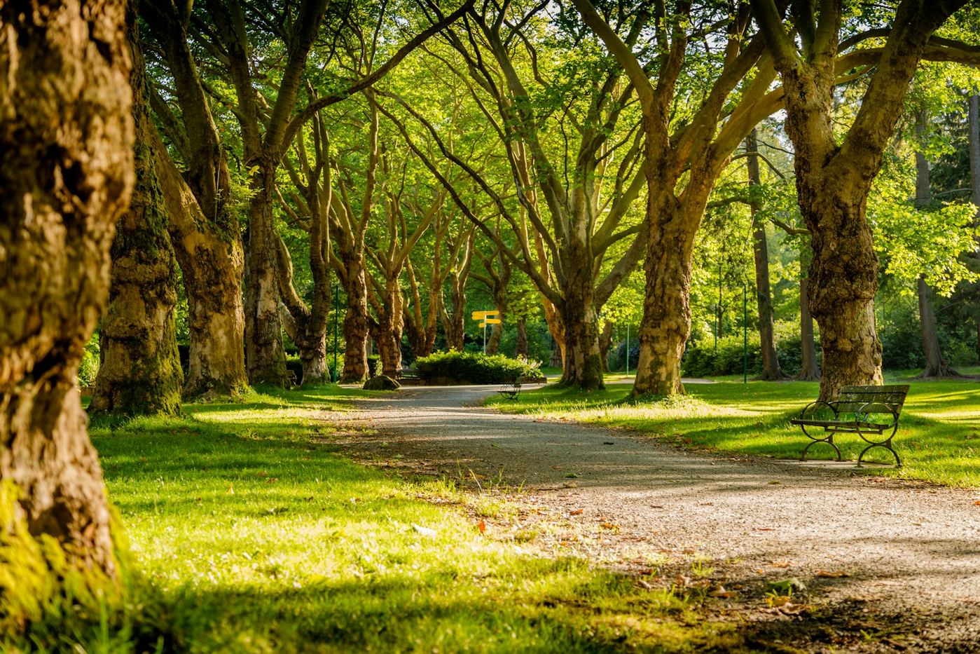 Sunlit gravel path through a tree canopy with a park bench beside the trail.